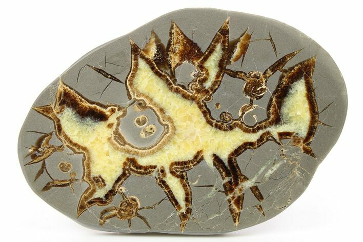 Polished Septarian Slab - Utah #264109